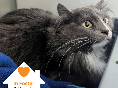 Hello my name is Chase