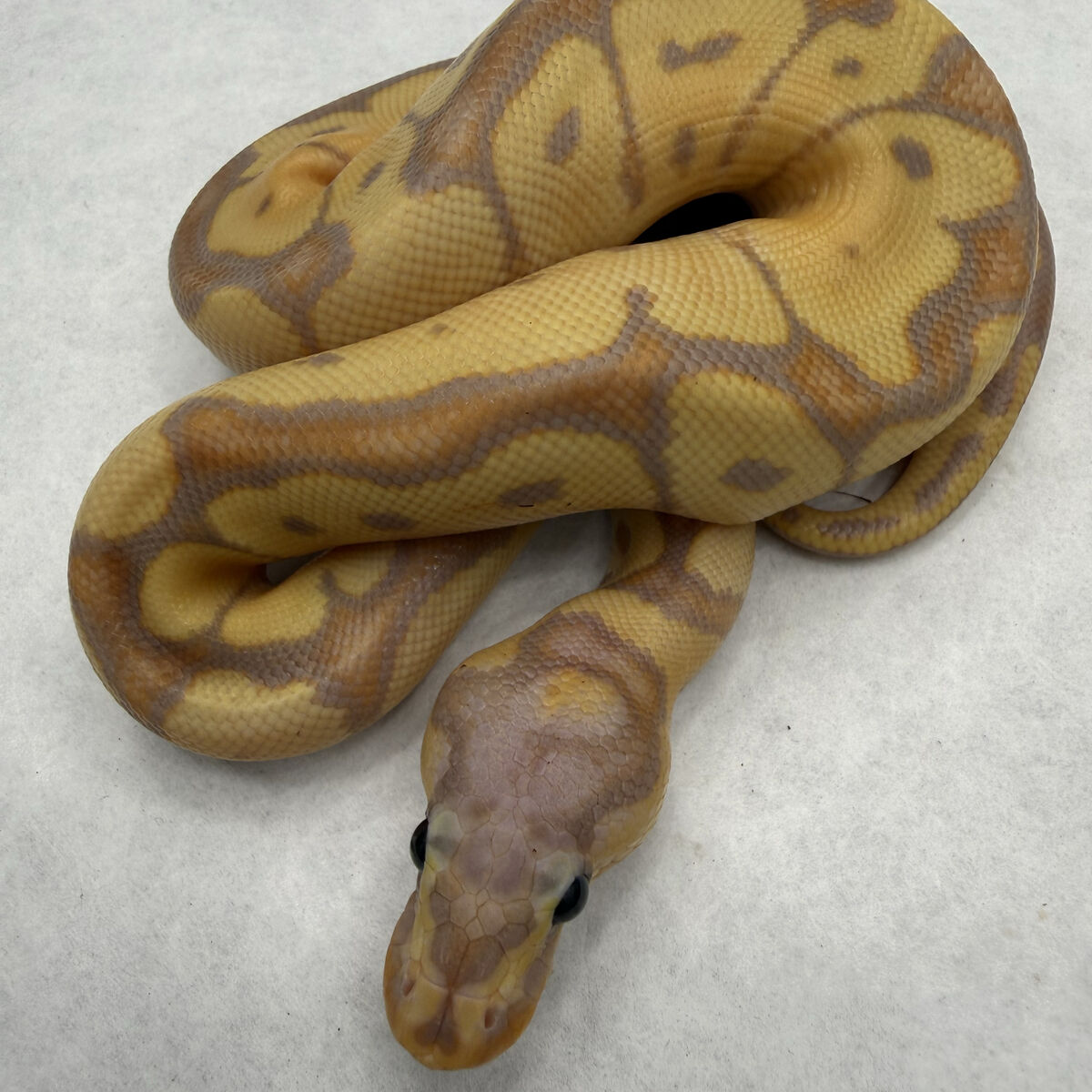 Daaaaang Killer Deals On Balls!