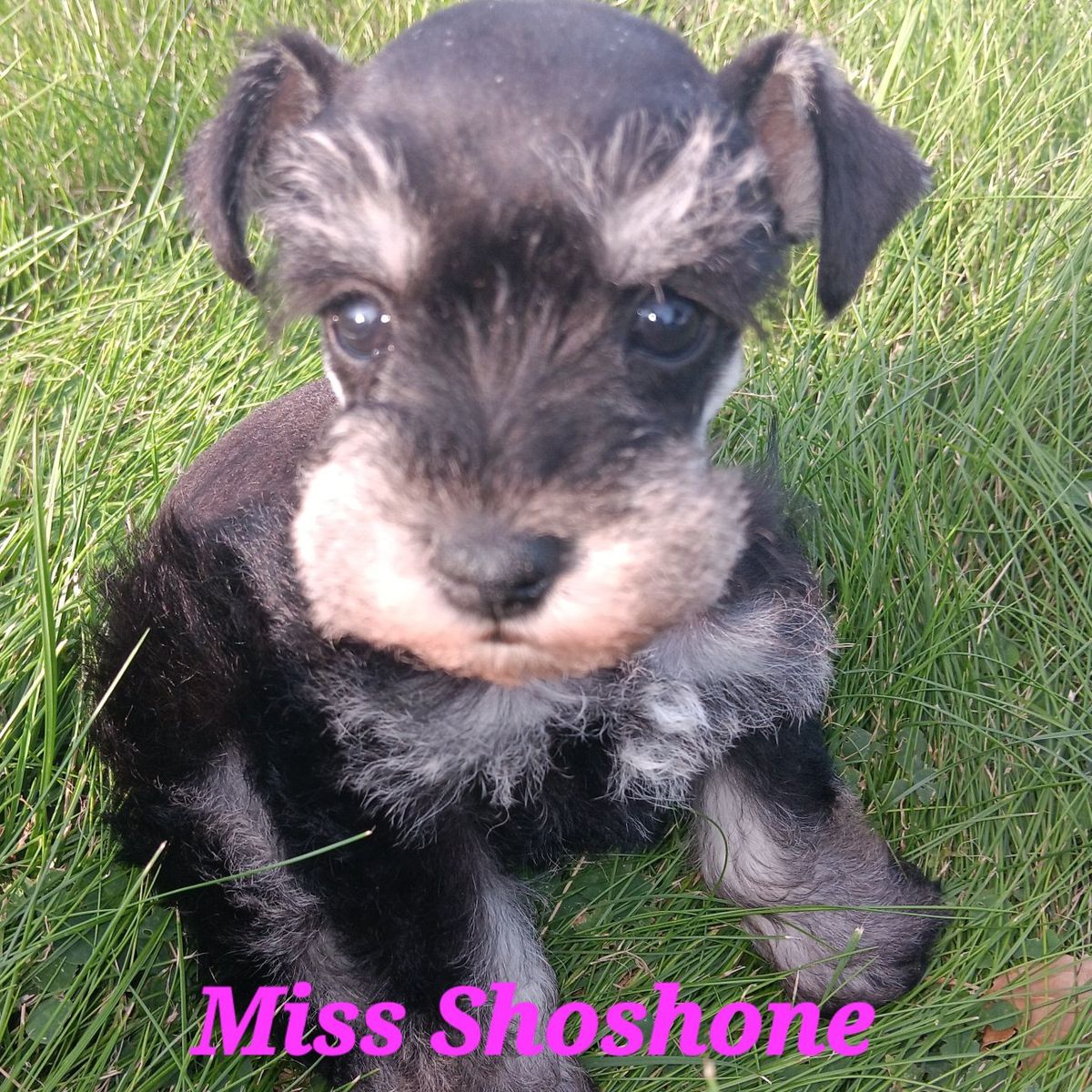 AKC Miniature Schnauzer  Miss Shoshone