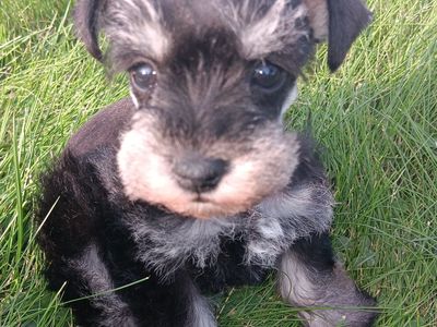 AKC Miniature Schnauzer Miss Shoshone