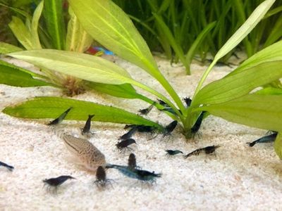 Blue Dream Shrimp