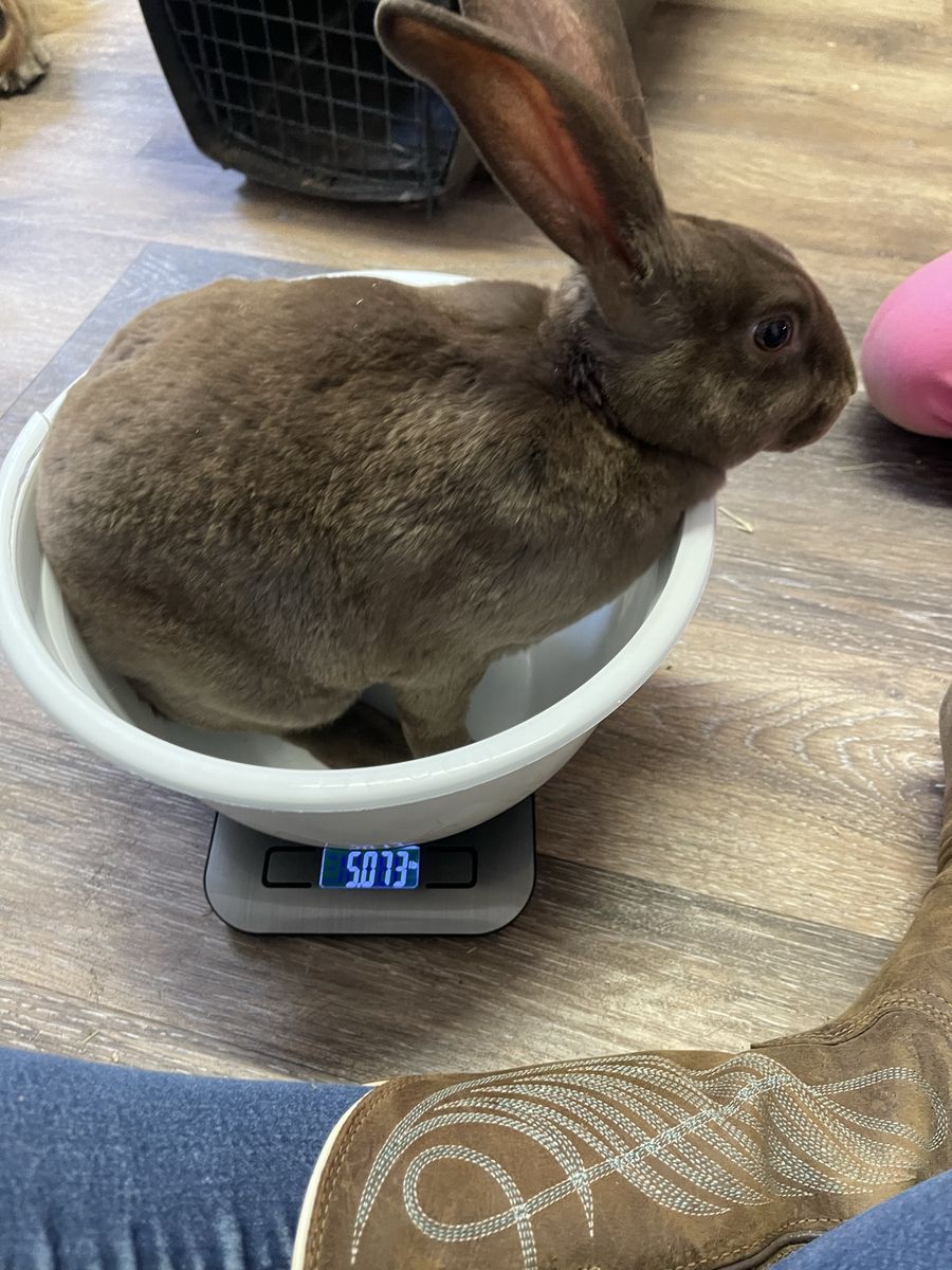 Rex Rabbits