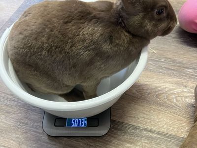 Rex Rabbits