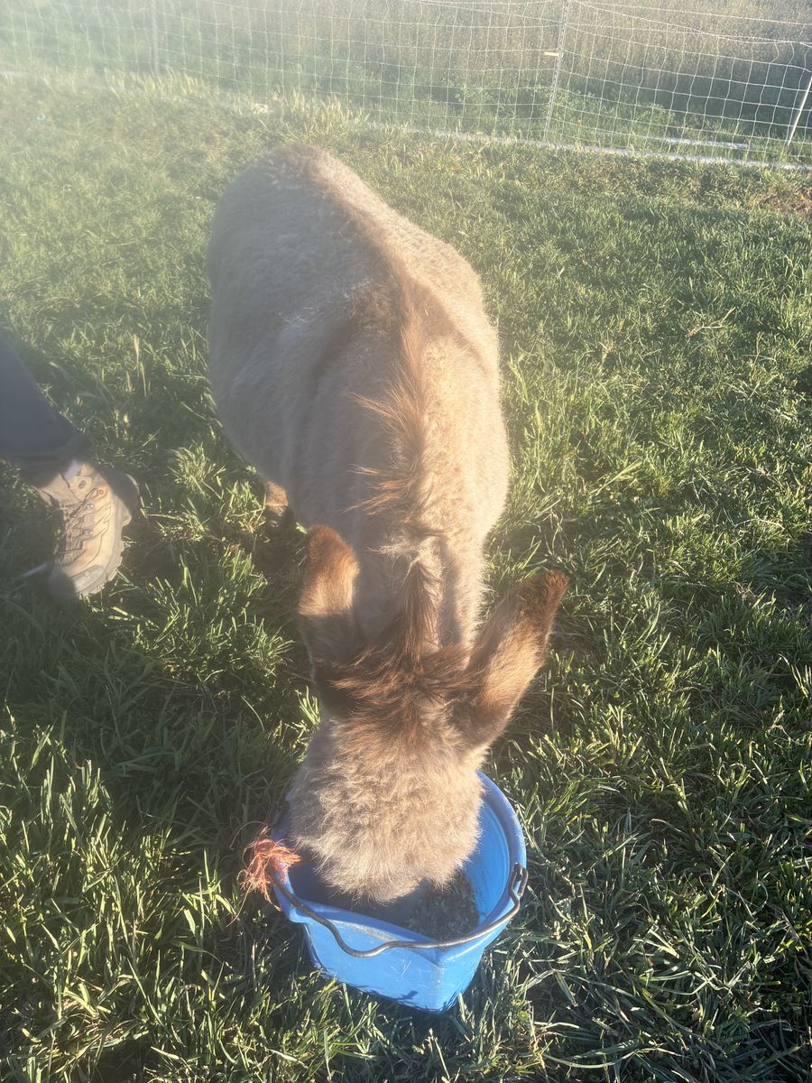 Mini donkeys