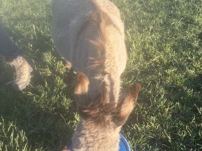 Mini donkeys