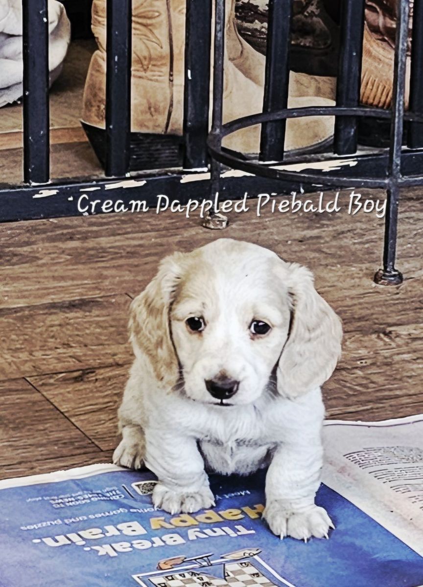 Dappled Piebald Dachshund/LH
