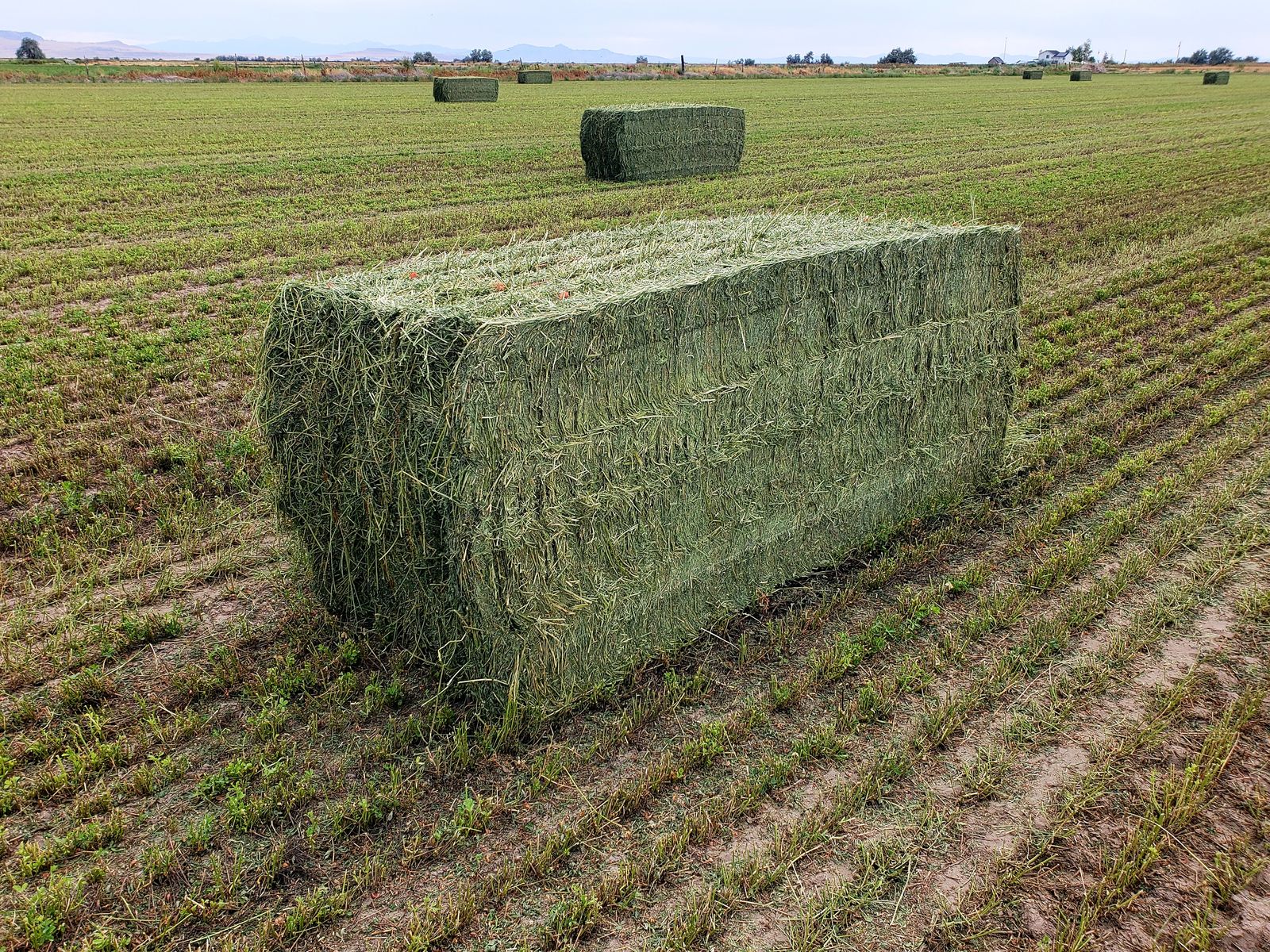 3x3 Alfafla bales