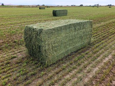 3x3 Alfafla bales
