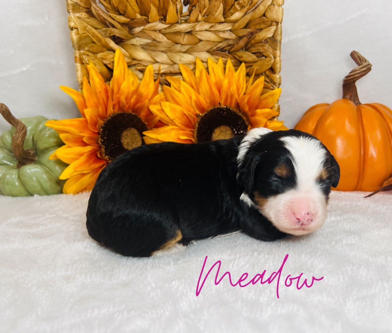 7 ULTRA BERNEDOODLES AVAILABLE
