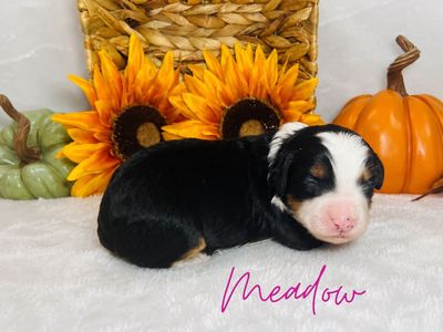 7 ULTRA BERNEDOODLES AVAILABLE