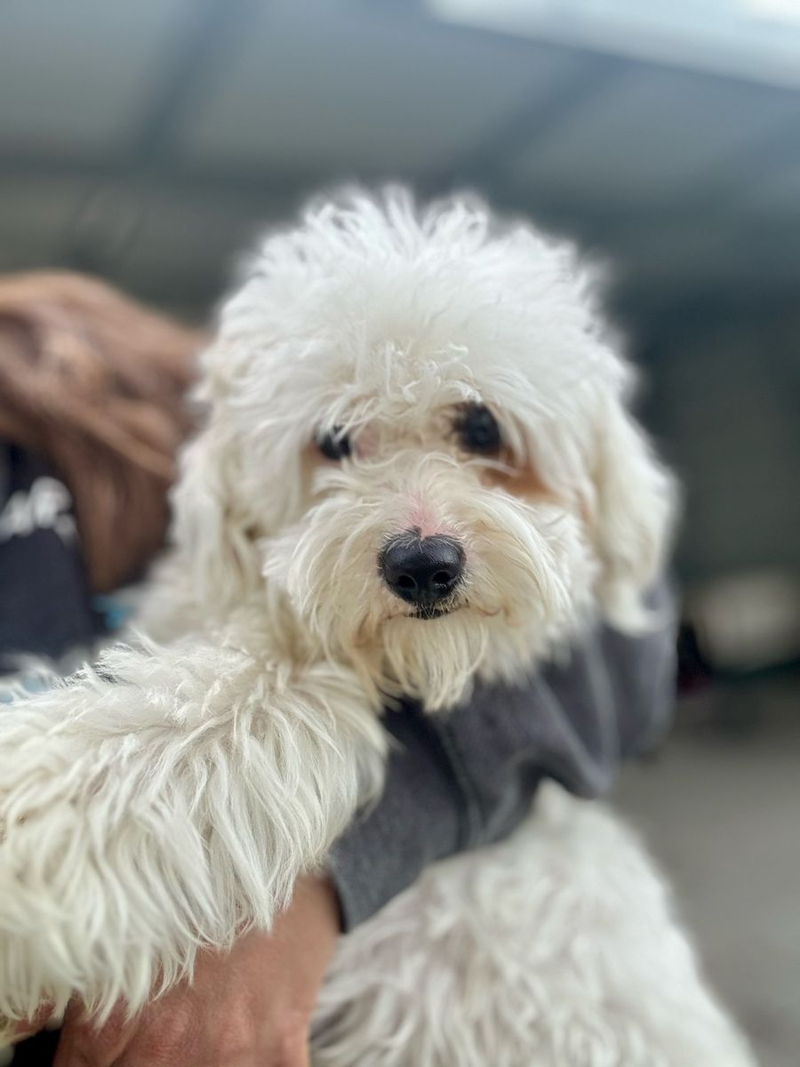 Toy Goldendoodle