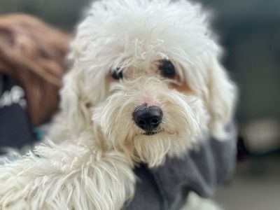 Toy Goldendoodle