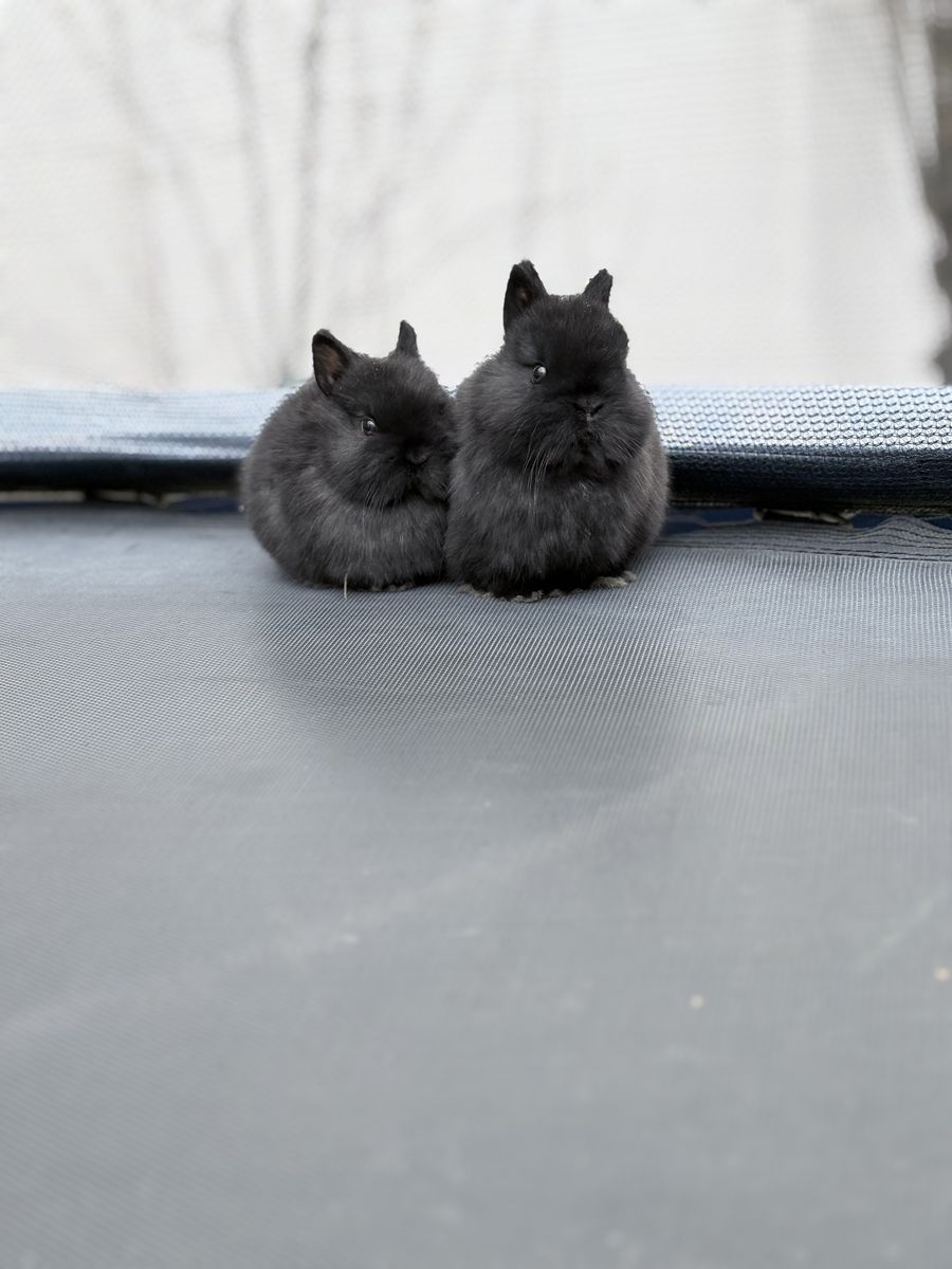 Real Easter Bunnies! Bunny Rabbits!