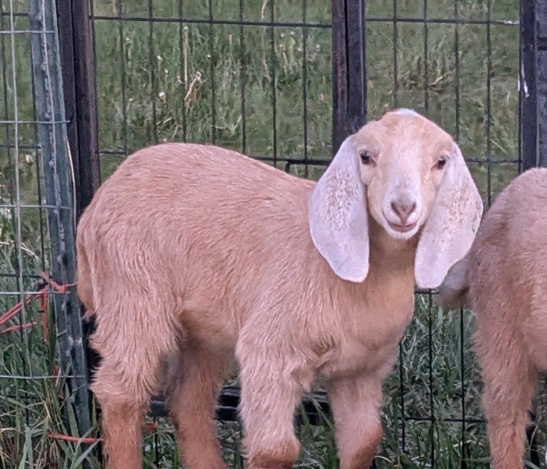 Purebred Nubian Buckling, calm, friendly