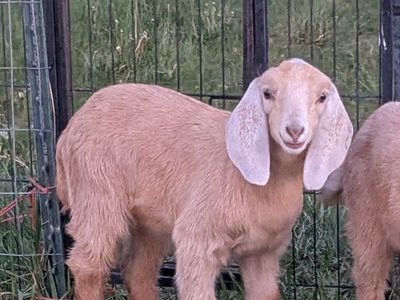 Purebred Nubian Buckling, calm, friendly