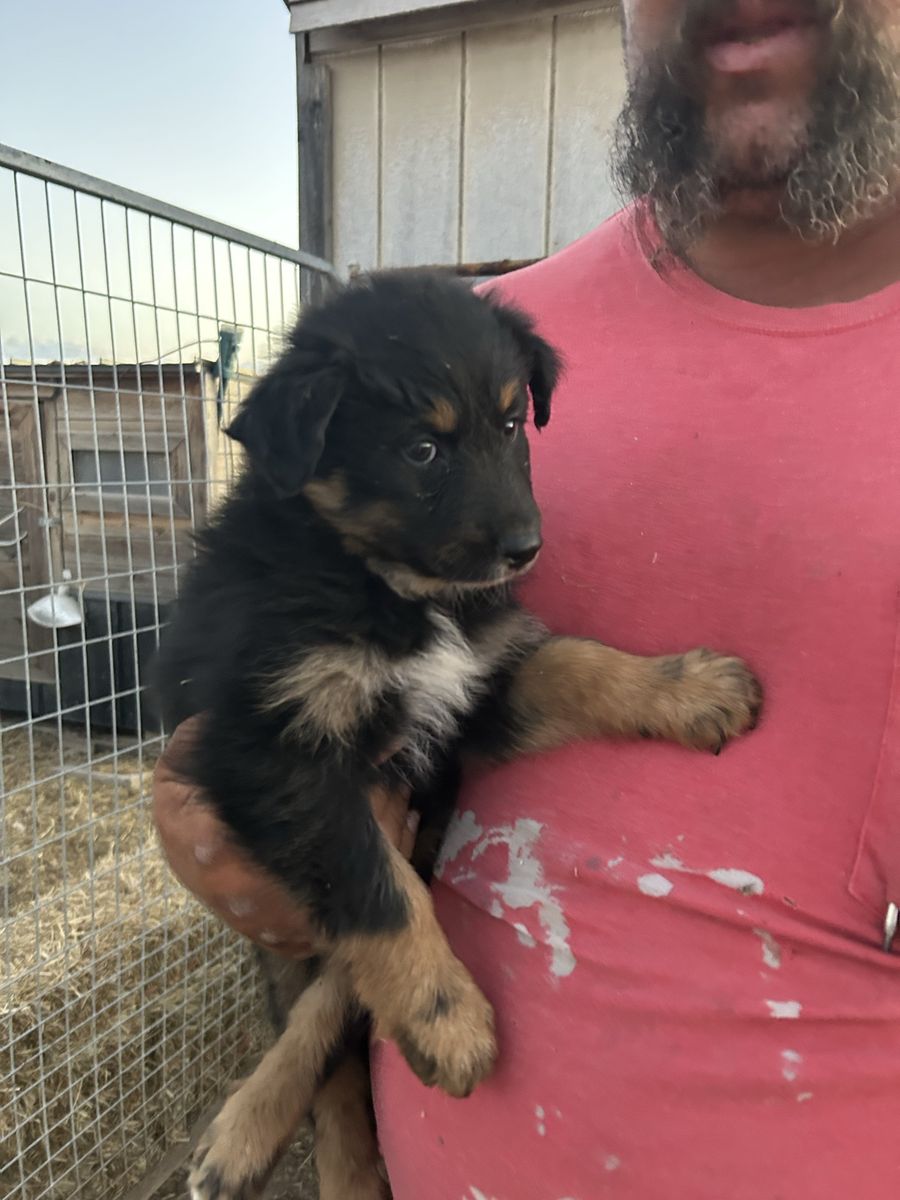Purebred Australian Shepherd Puppy - Male Black Tri coat.