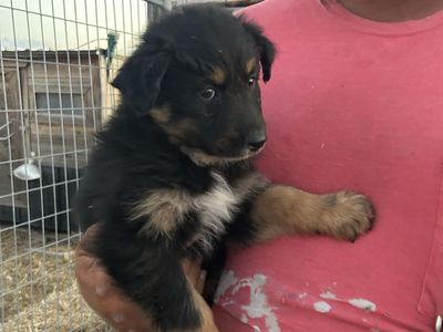 Purebred Australian Shepherd Puppy - Male Black Tri coat.
