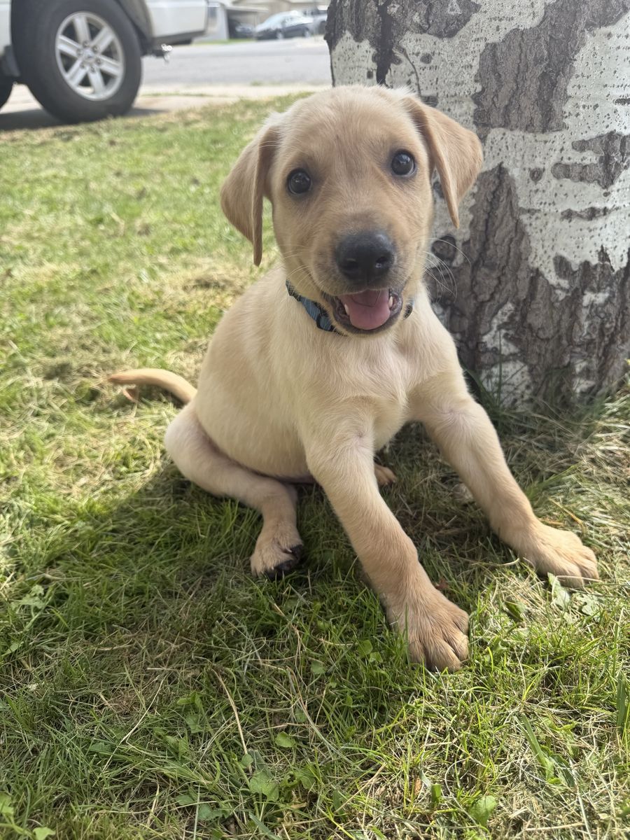 AKC Yellow Lab Pups