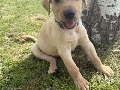 AKC Yellow Lab Pups