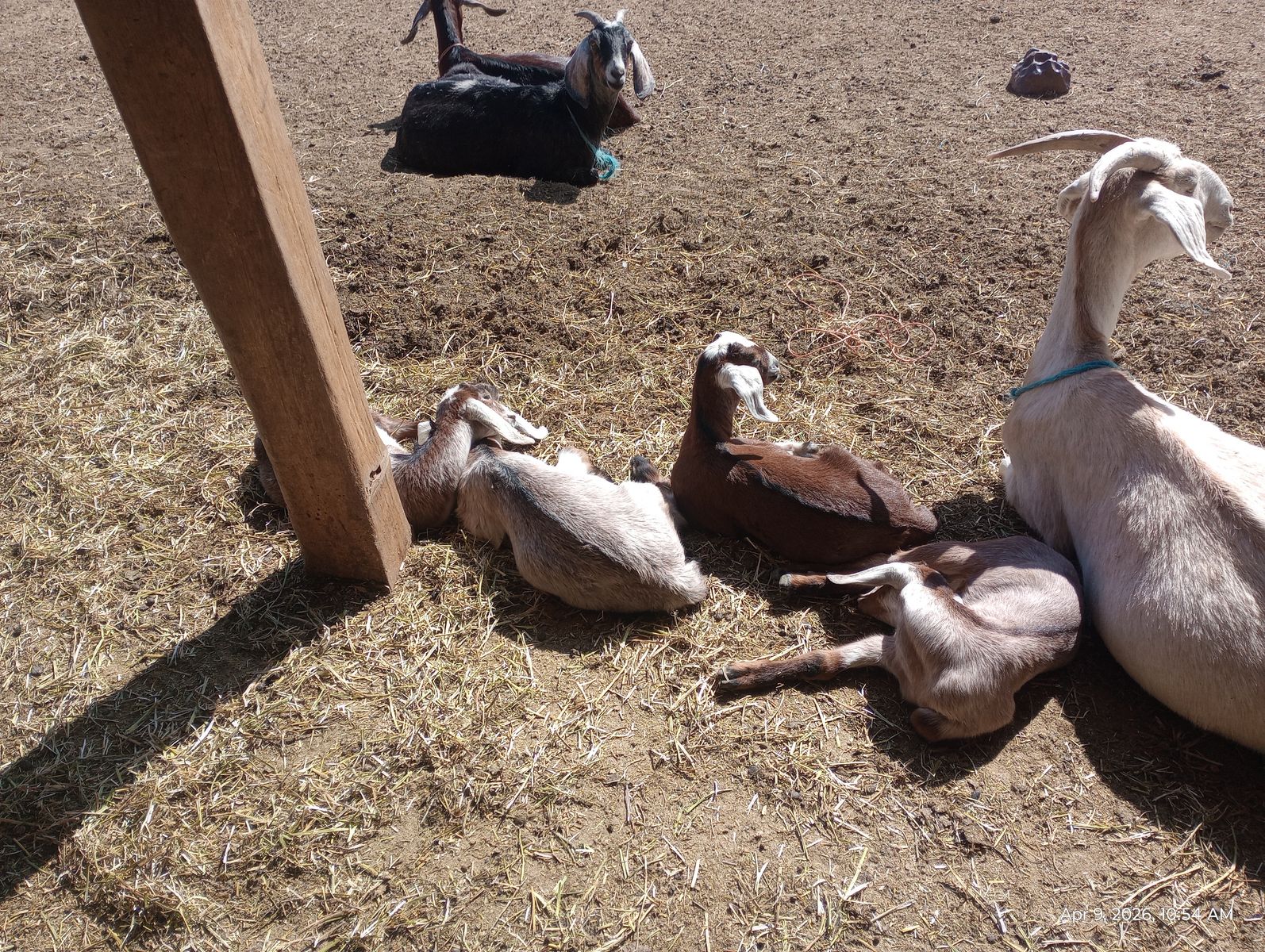 Baby Nubian Goats