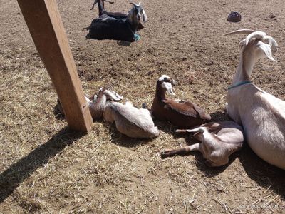 Baby Nubian Goats