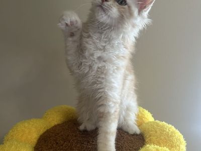 European Maine coon
