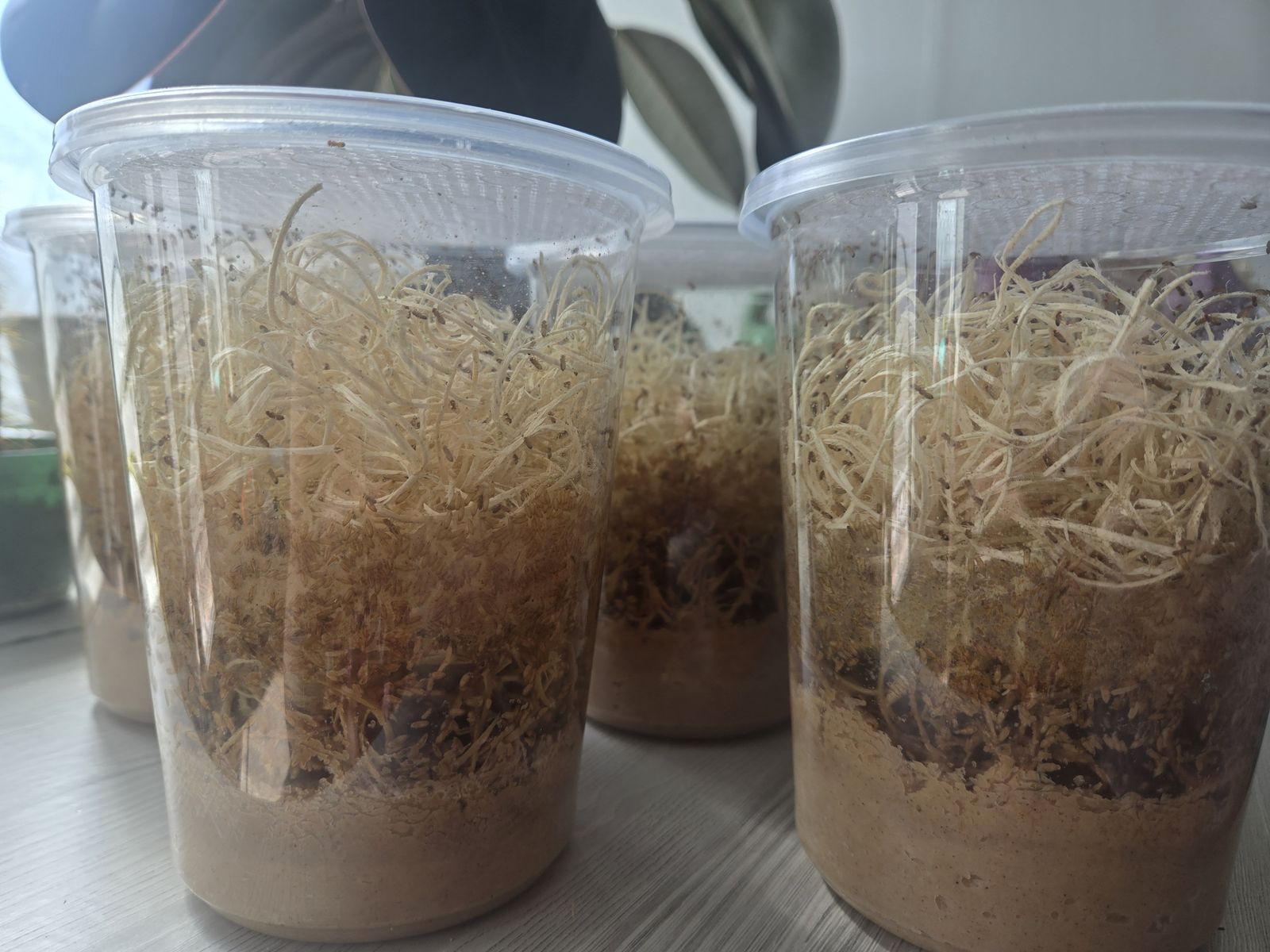 D. melanogaster Flightless Fruit Fly Cultures – Fresh & Productive