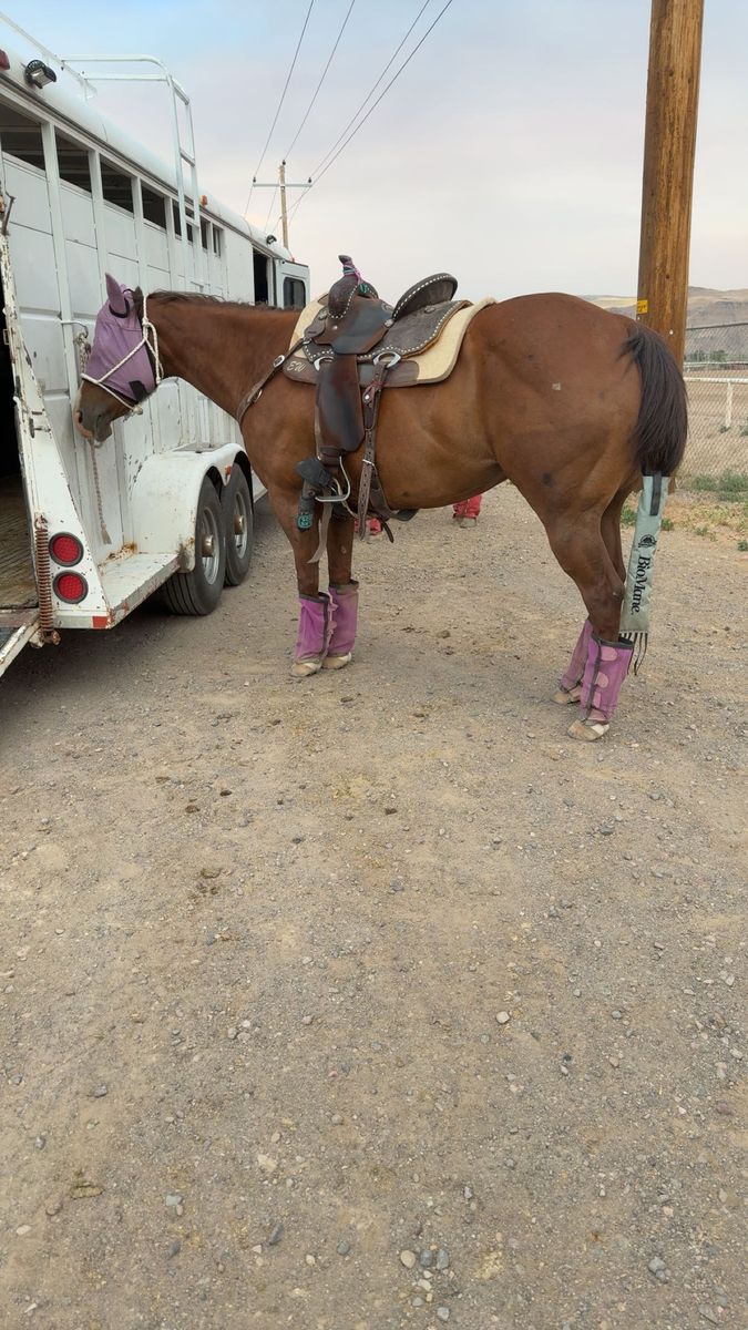 Sheza Peppered Sante 2014 AQHA Mare
