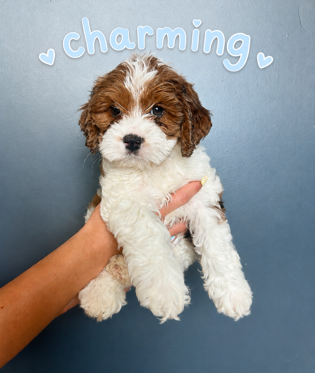 Mini/toy Cockapoo’s