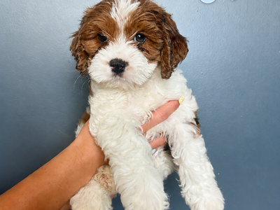 Mini/toy Cockapoo’s
