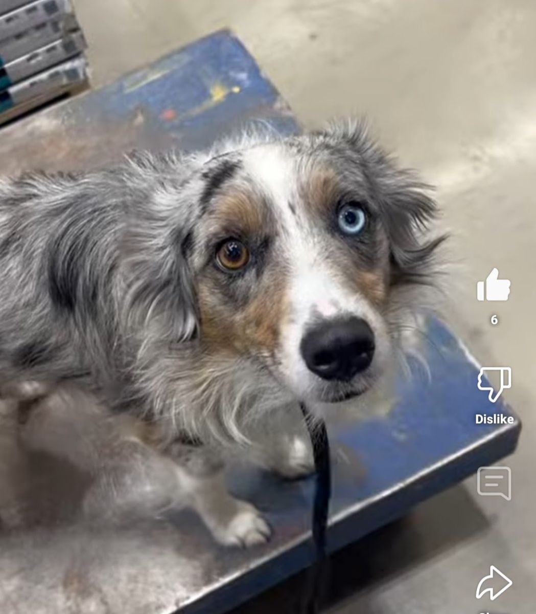 Registered Blue Merle Mini Aussie Stud Service – Proven – Bandit the Dog
