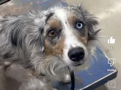 Registered Blue Merle Mini Aussie Stud Service – Proven – Bandit the Dog