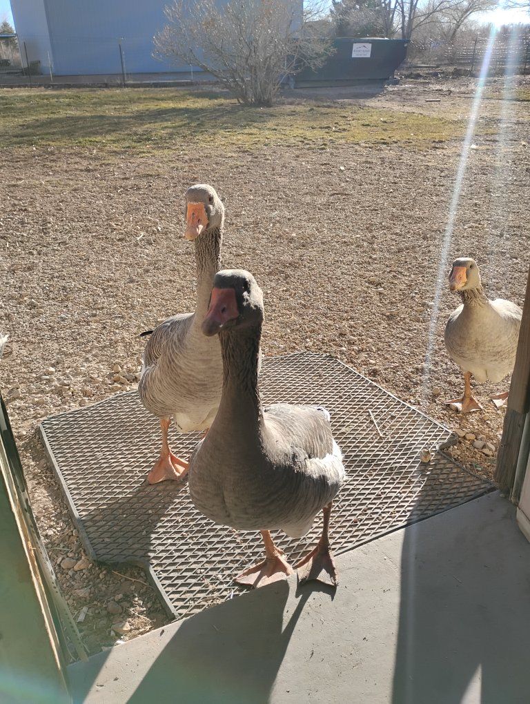 Goose