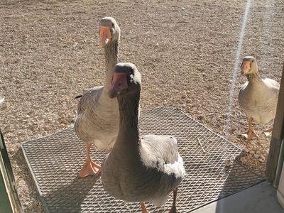 Goose