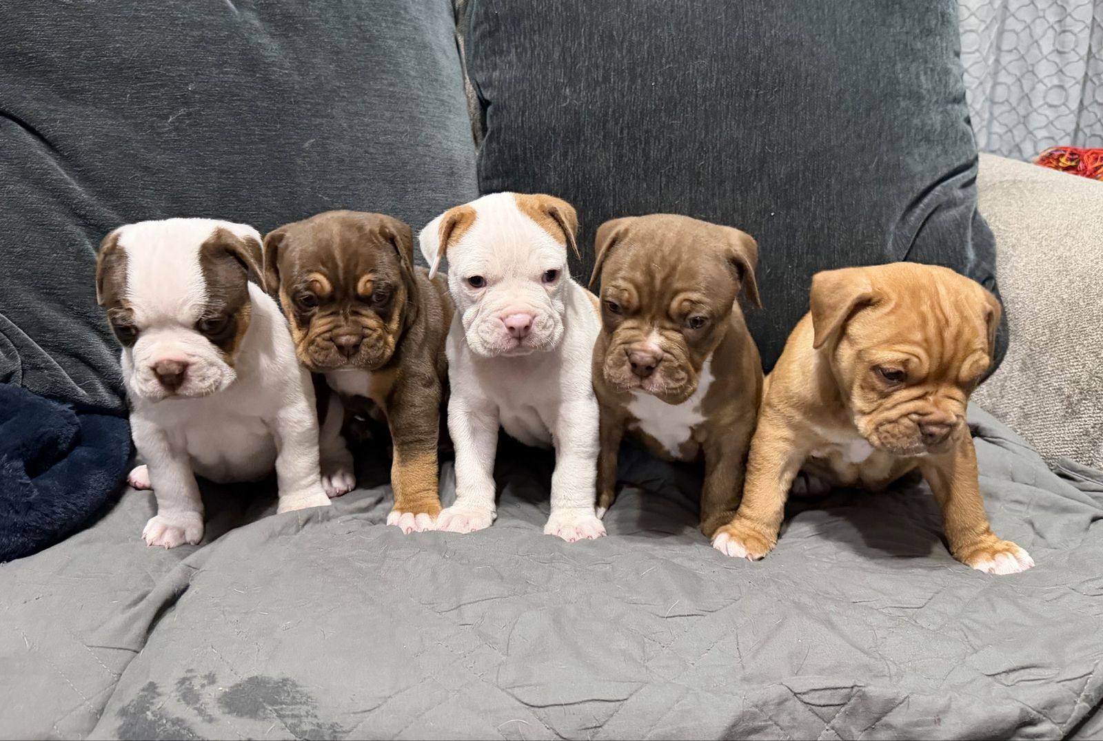Olde English Bulldogge (old English Bulldog) Puppies