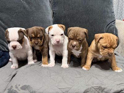 Olde English Bulldogge (old English Bulldog) Puppies