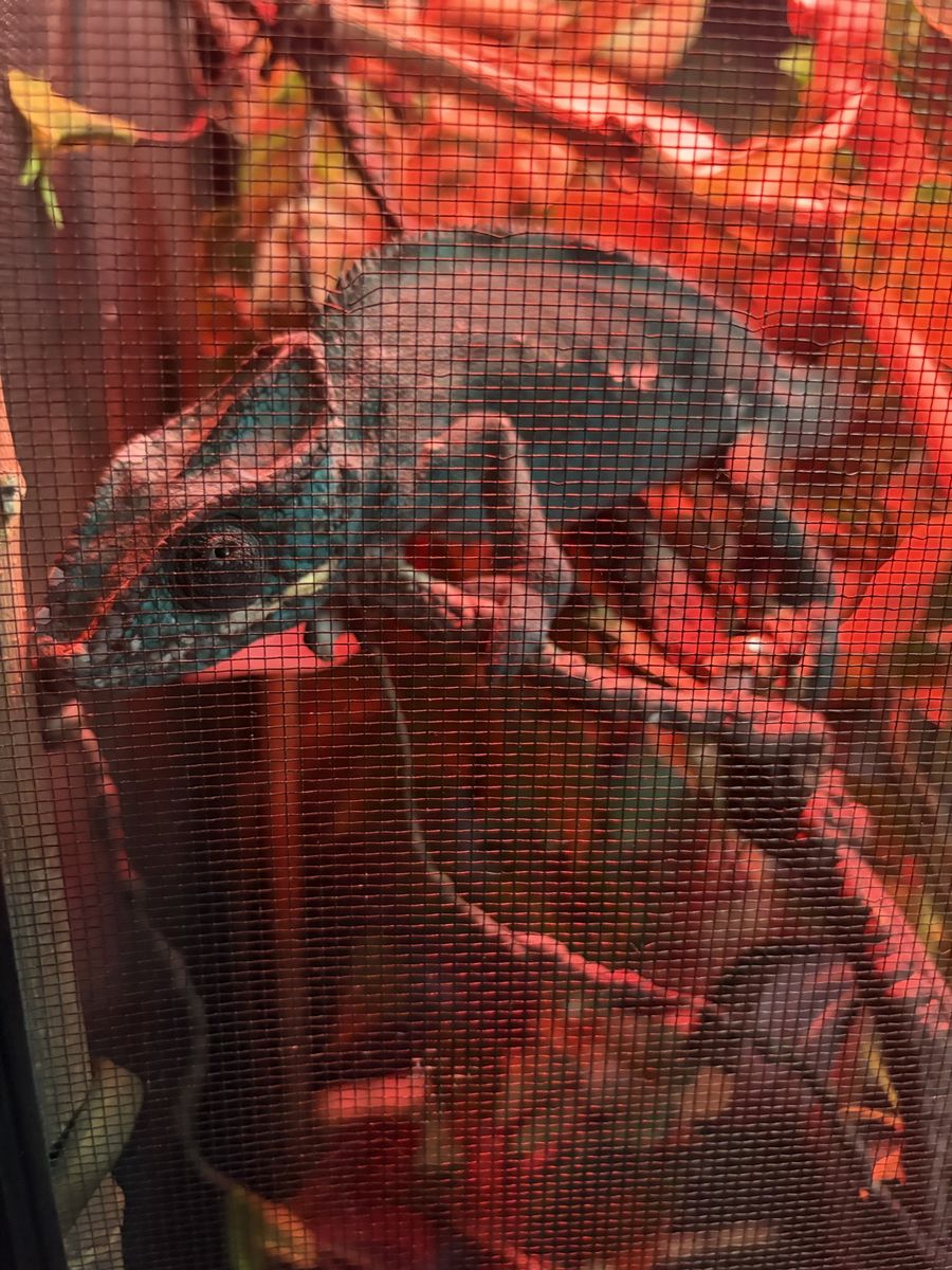 Panther Chameleon (Male, 3 yrs) with Full Enclosure Setup, Lights, Fogger, & Accessories