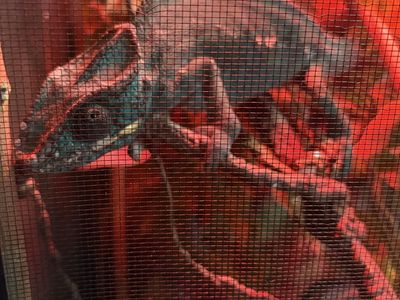 Panther Chameleon (Male, 3 yrs) with Full Enclosure Setup, Lights, Fogger, & Accessories