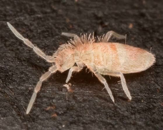 Tropical Pink Springtails