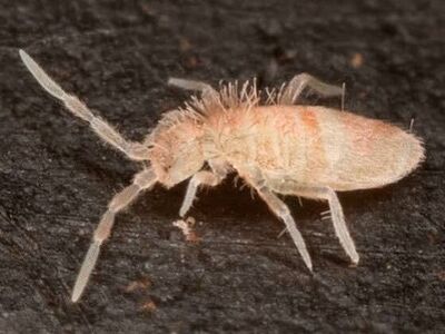 Tropical Pink Springtails