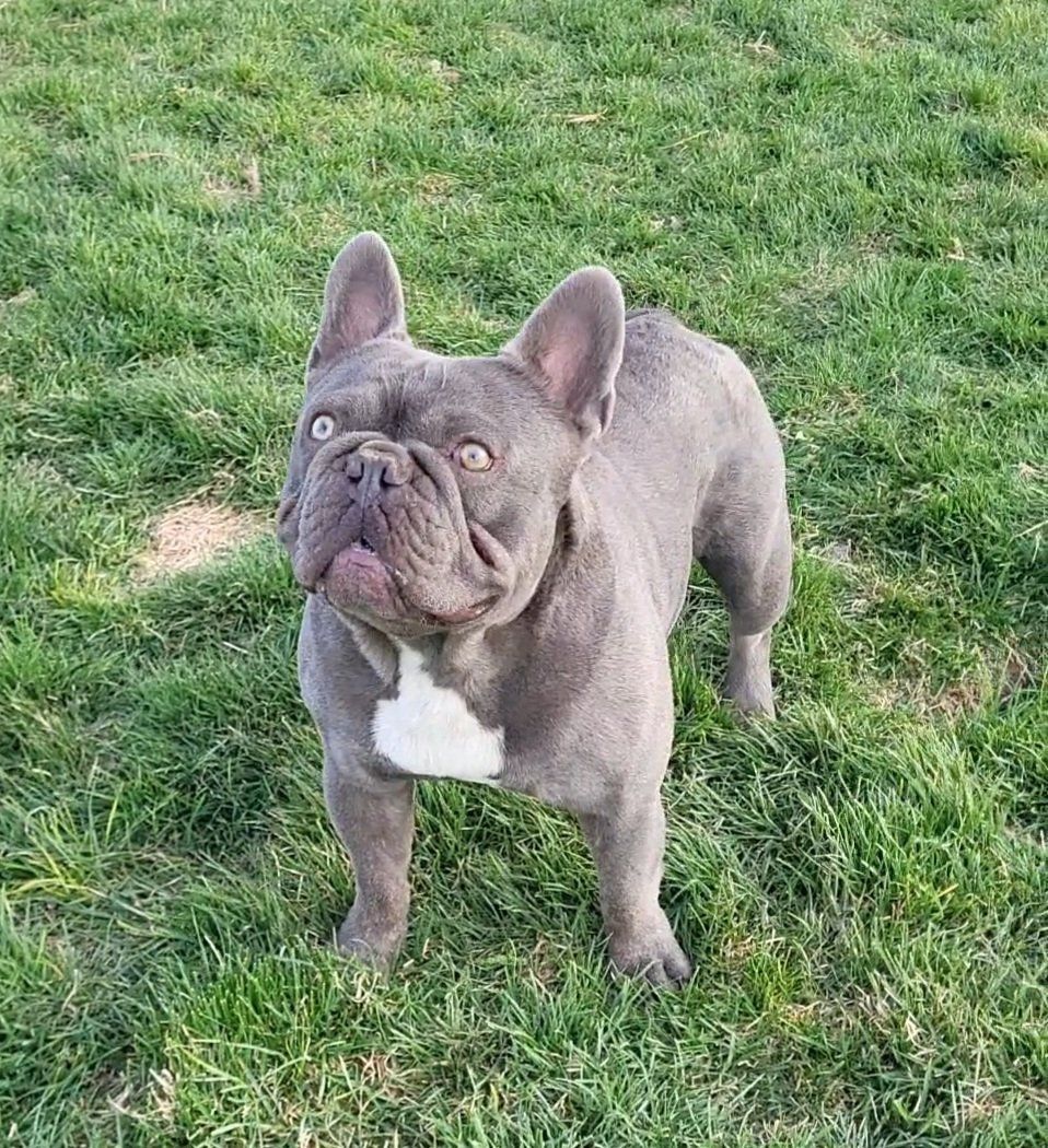 French Bulldog