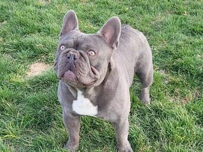 French Bulldog