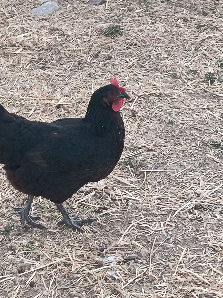 black sex link hens - 1 yr old