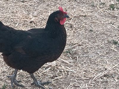 black sex link hens - 1 yr old
