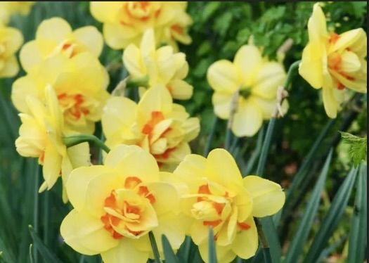 Fresh Cut Daffodils And Tulips