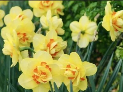 Fresh Cut Daffodils And Tulips