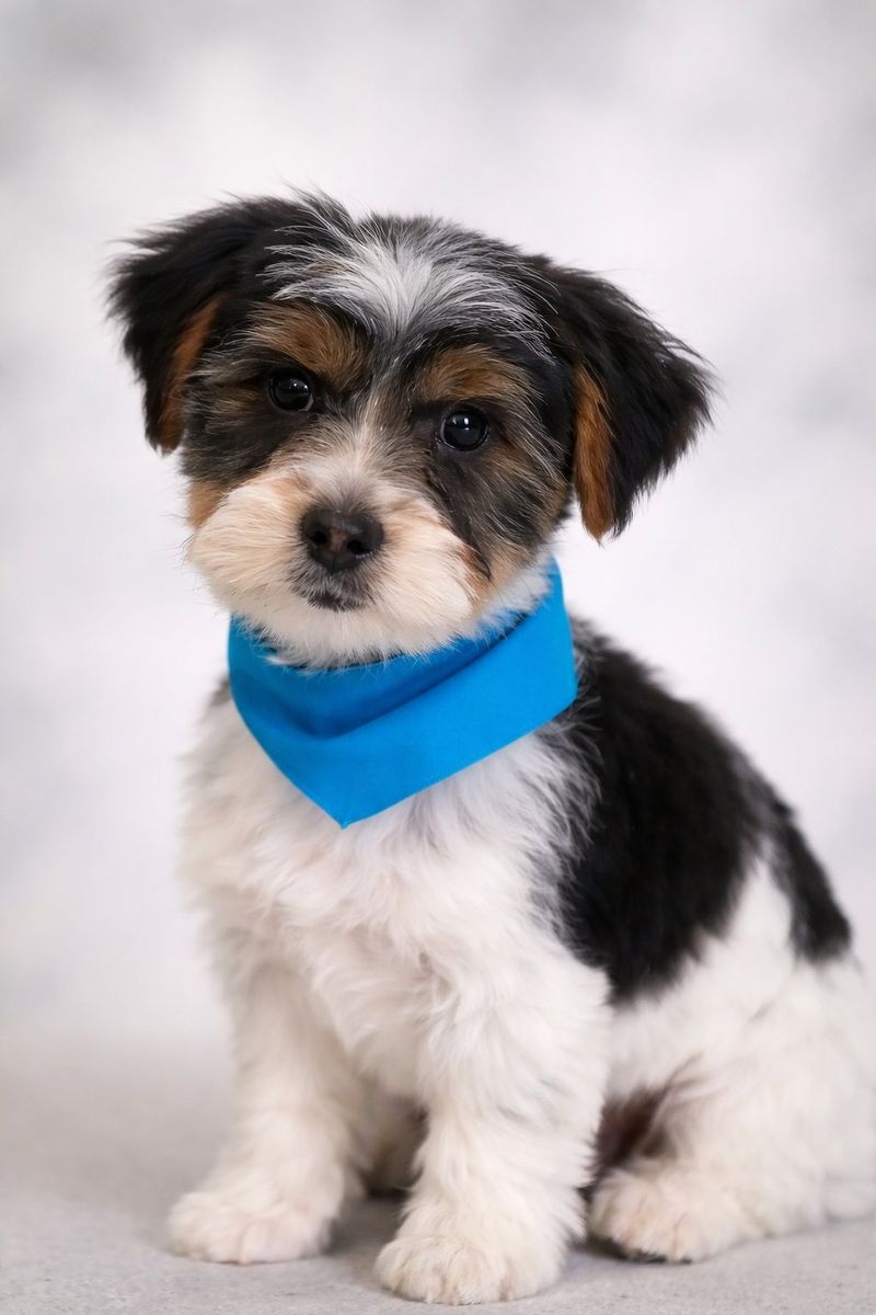 AKC Parti Yorkie Male