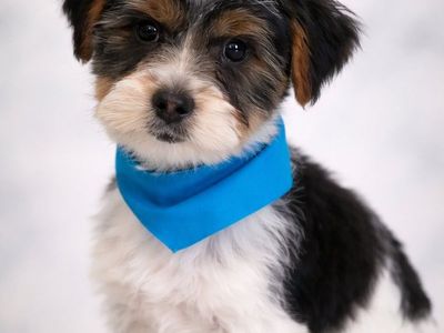 AKC Parti Yorkie Male