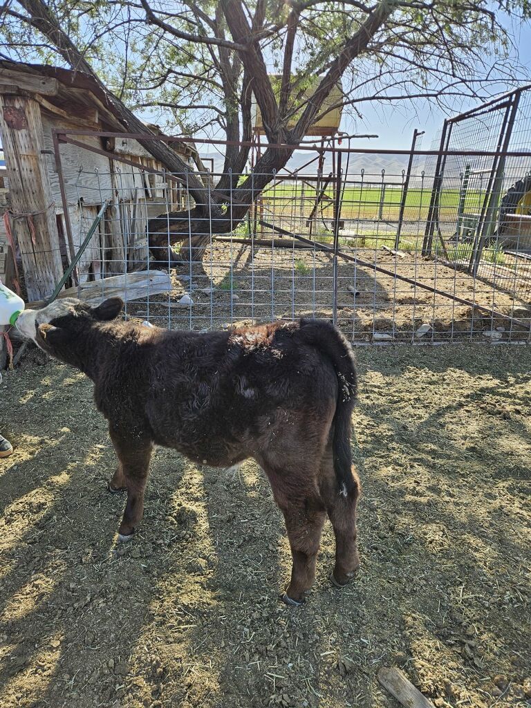 3 month old steer