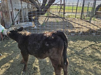 3 month old steer